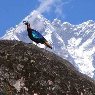 Instagram preview
